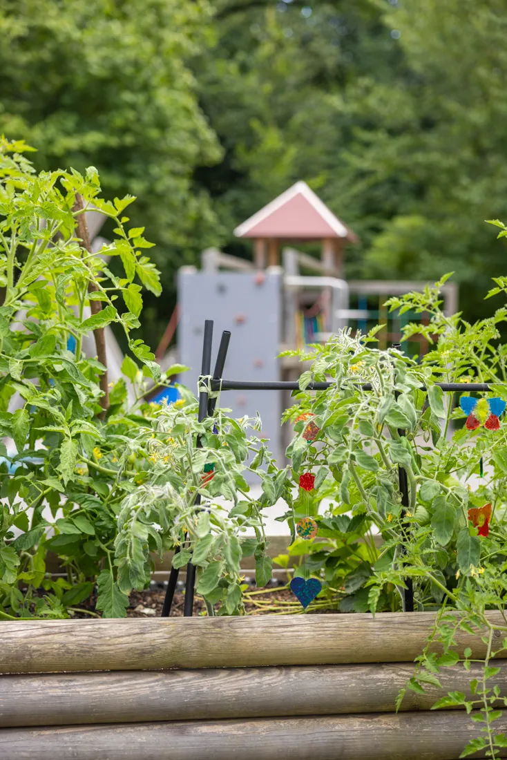 Selbst gepflanzte Erdbeerpflanze im Garten unserer Kita in Obermeitingen